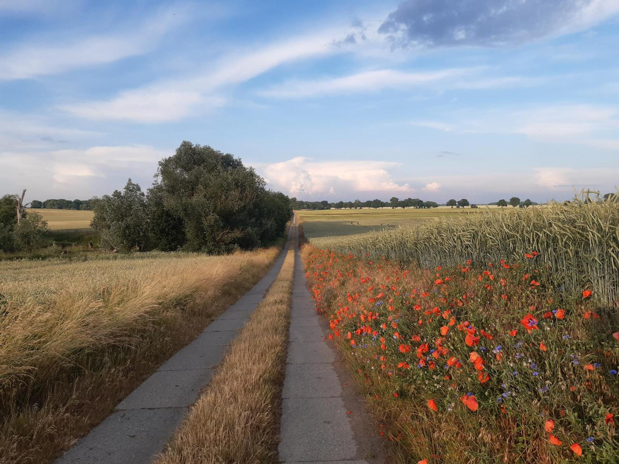 Kulturfreizeiten Ferienwohnungen Neuruppin Exterior foto